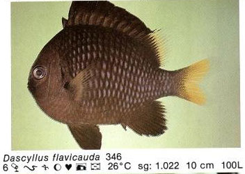 Dascyllus flavicauda